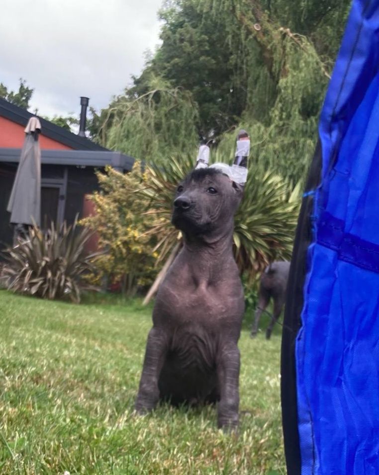 Des Xolos De Grym - Chiots disponibles - Chien nu mexicain