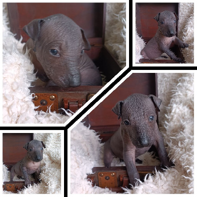 CHIOT 6